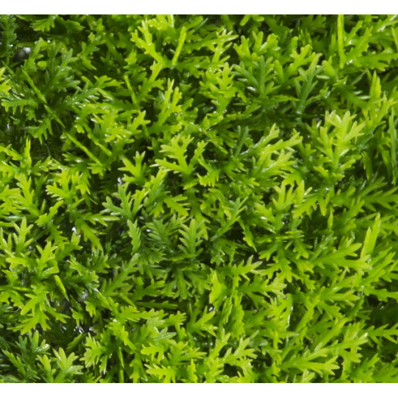 190038_web_2.jpg-800x800-1 Φυτά GREEN NATURE >> ICNT 190038 - Image 1